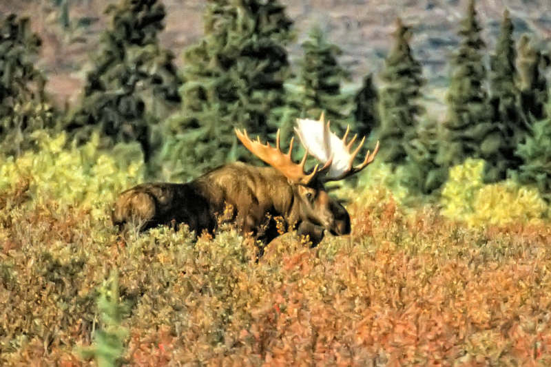 Bull moose at the famous “Mile 9” on the Denali Park Road, Alaska